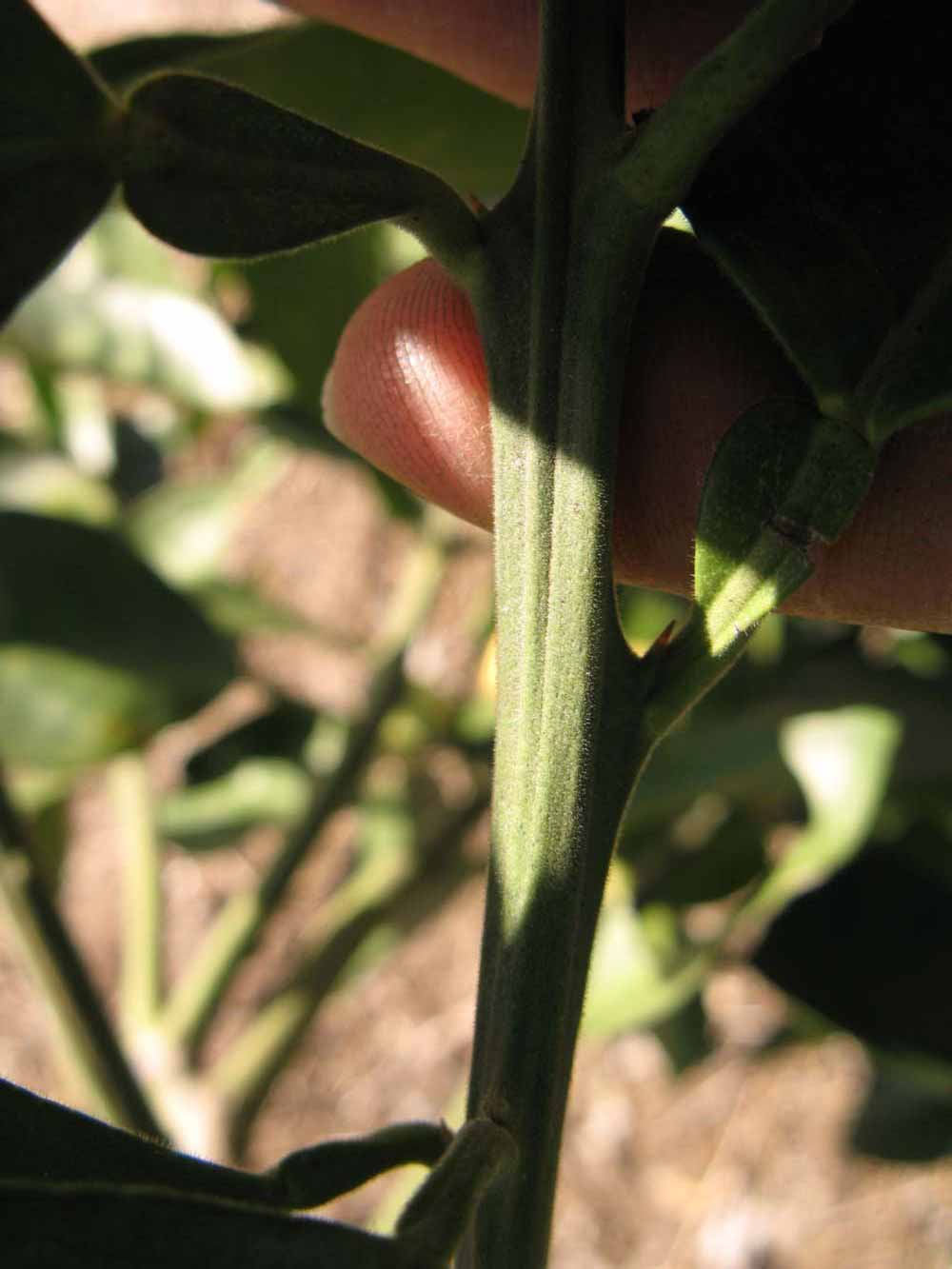              First year twig (Winter Haven, FL)       